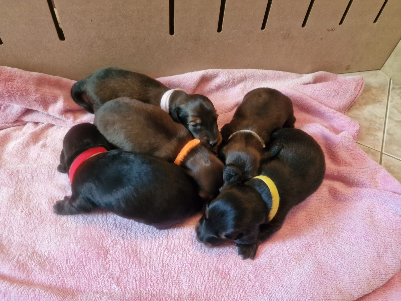 chiots teckels nains