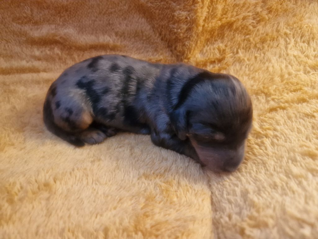 Des Merveilles De Lérie - Chiots disponibles - Teckel poil long
