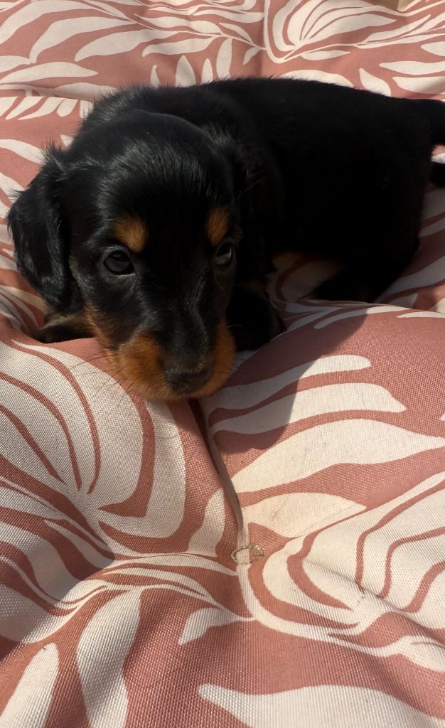 Des Merveilles De Lérie - Chiots disponibles - Teckel poil long
