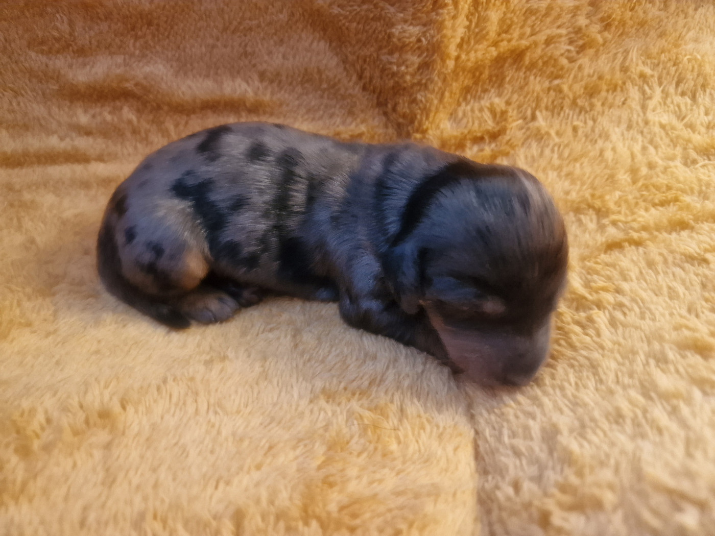 Des Merveilles De Lérie - Chiots disponibles - Teckel poil long