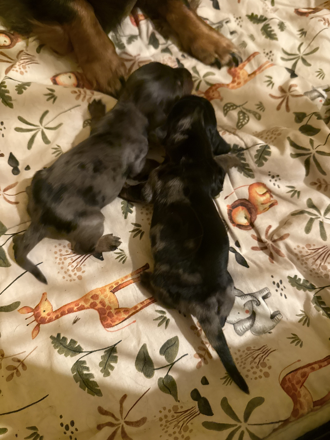 Des Merveilles De Lérie - Chiots disponibles - Teckel poil long