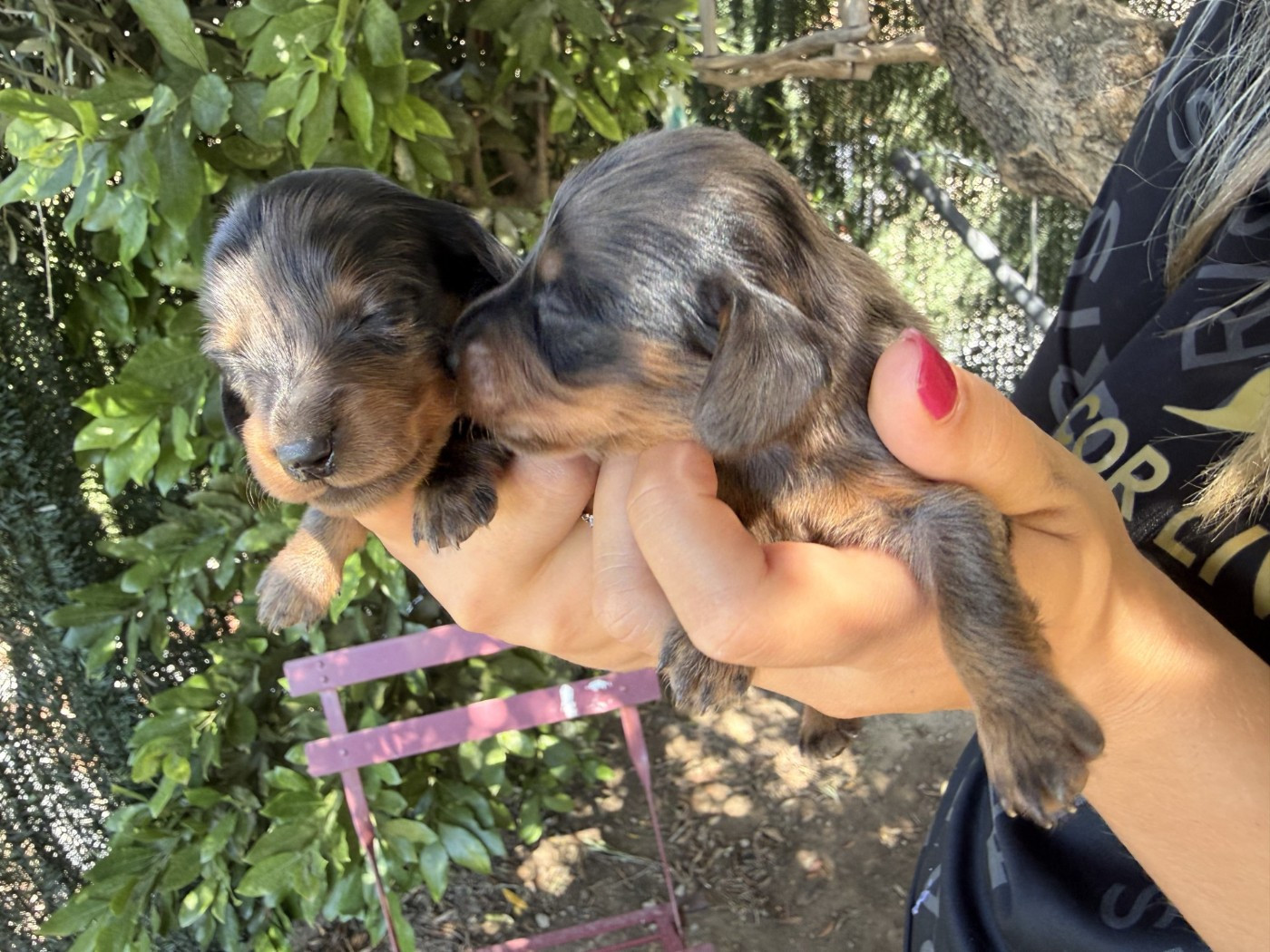 Des Merveilles De Lérie - Chiots disponibles - Teckel poil long