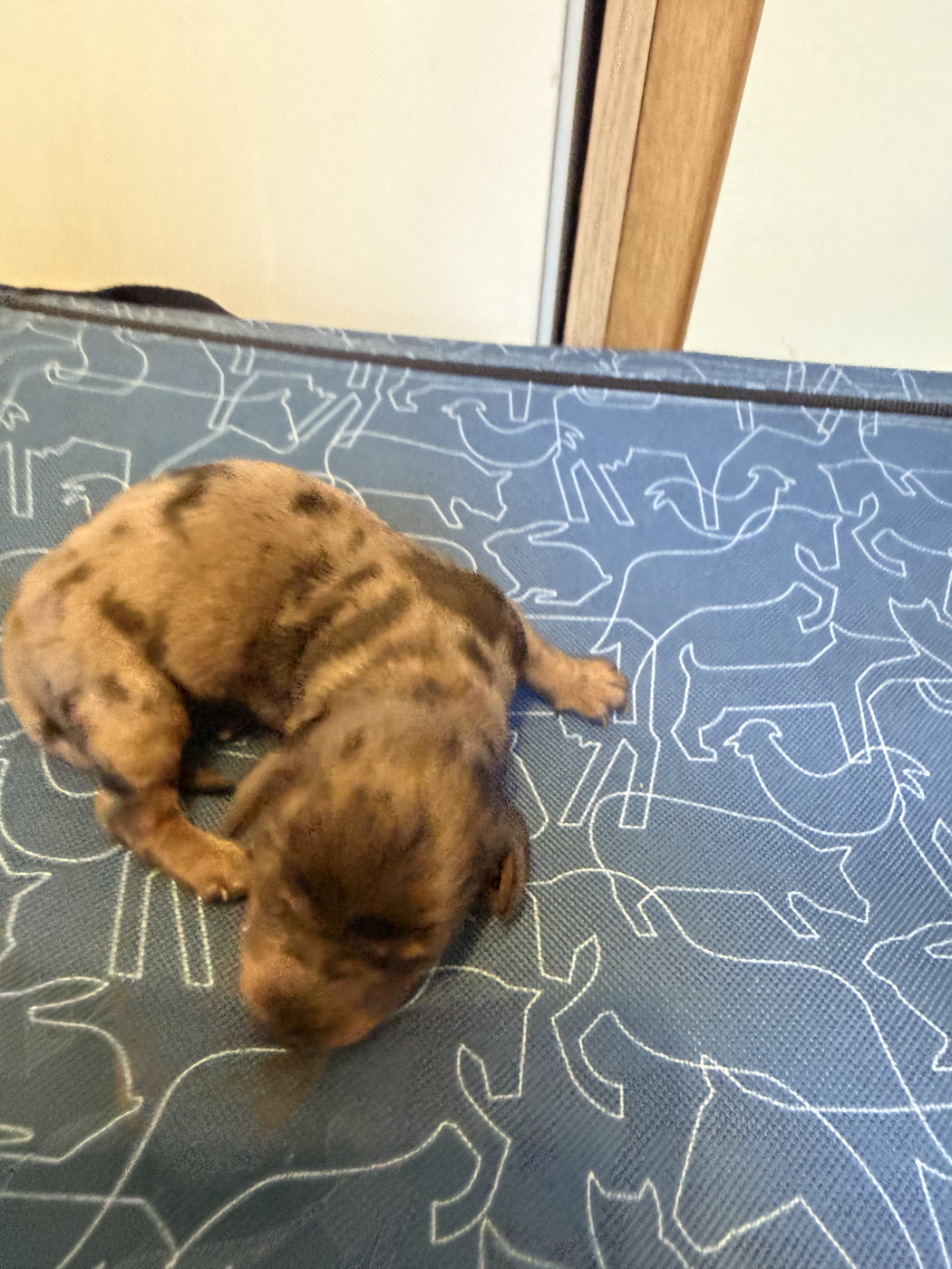 Des Merveilles De Lérie - Chiots disponibles - Teckel poil long