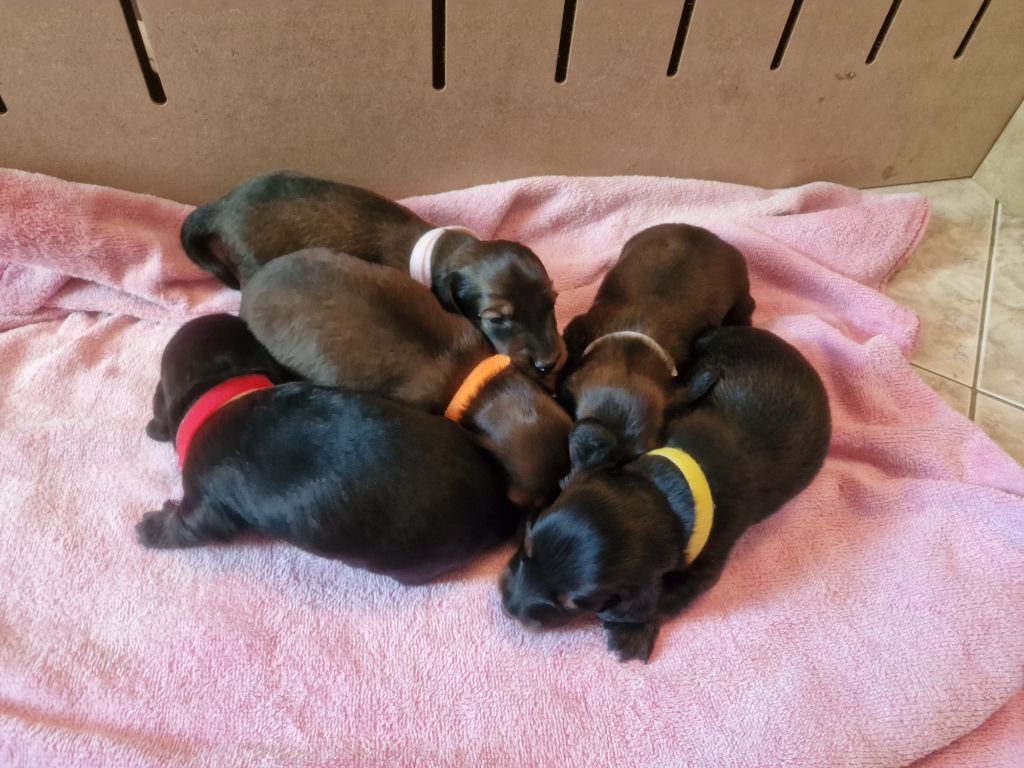 Chiot Teckel poil long Des Merveilles De Lérie