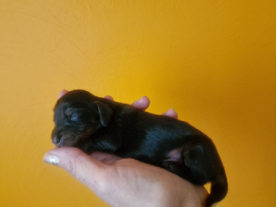 CHIOT 1