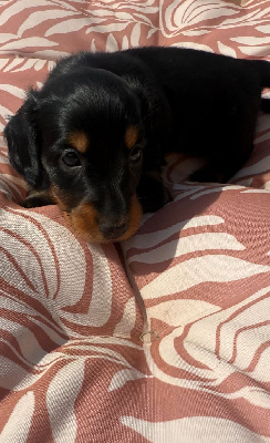 CHIOT 1