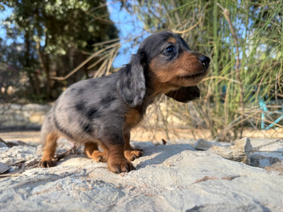 BEBE 2