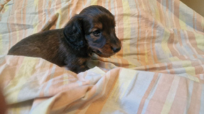 CHIOT 3