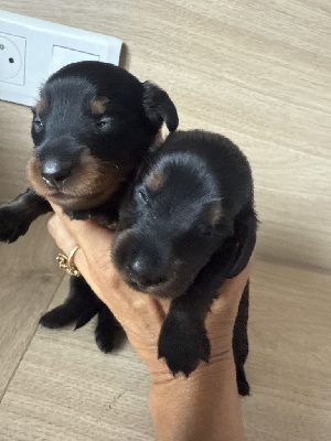 CHIOT 2