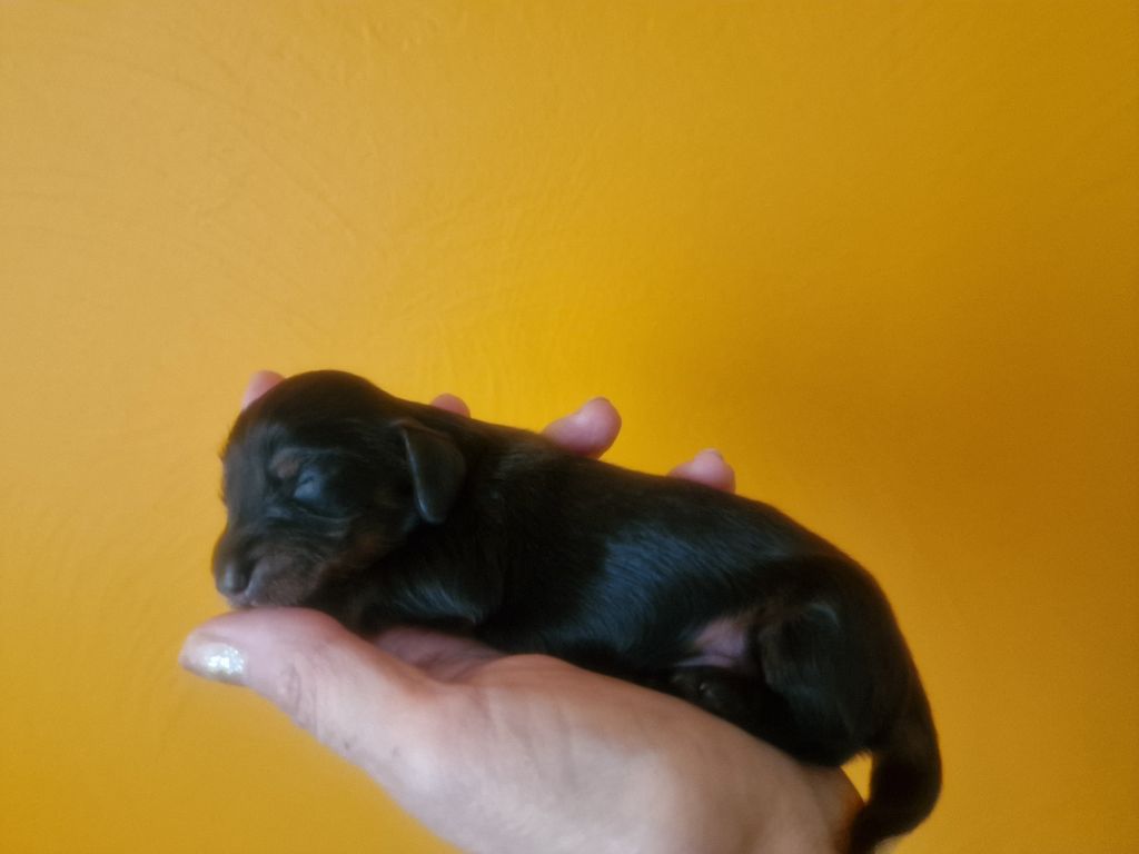 Des Merveilles De Lérie - Chiots disponibles - Teckel poil long