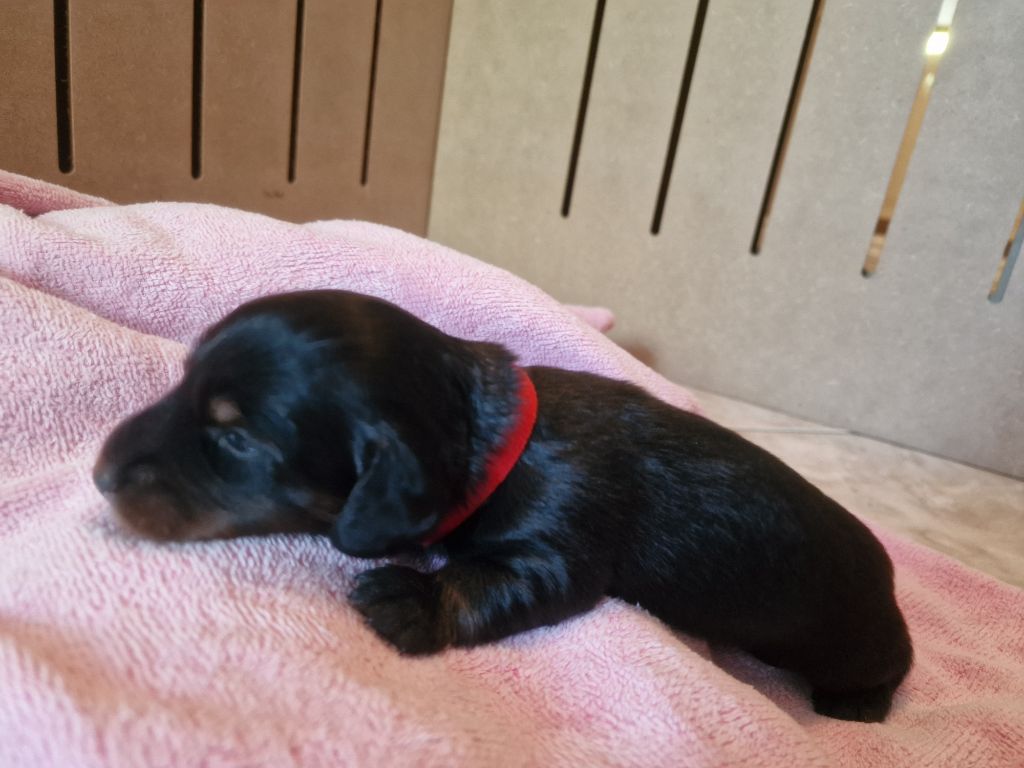 Des Merveilles De Lérie - Chiots disponibles - Teckel poil long
